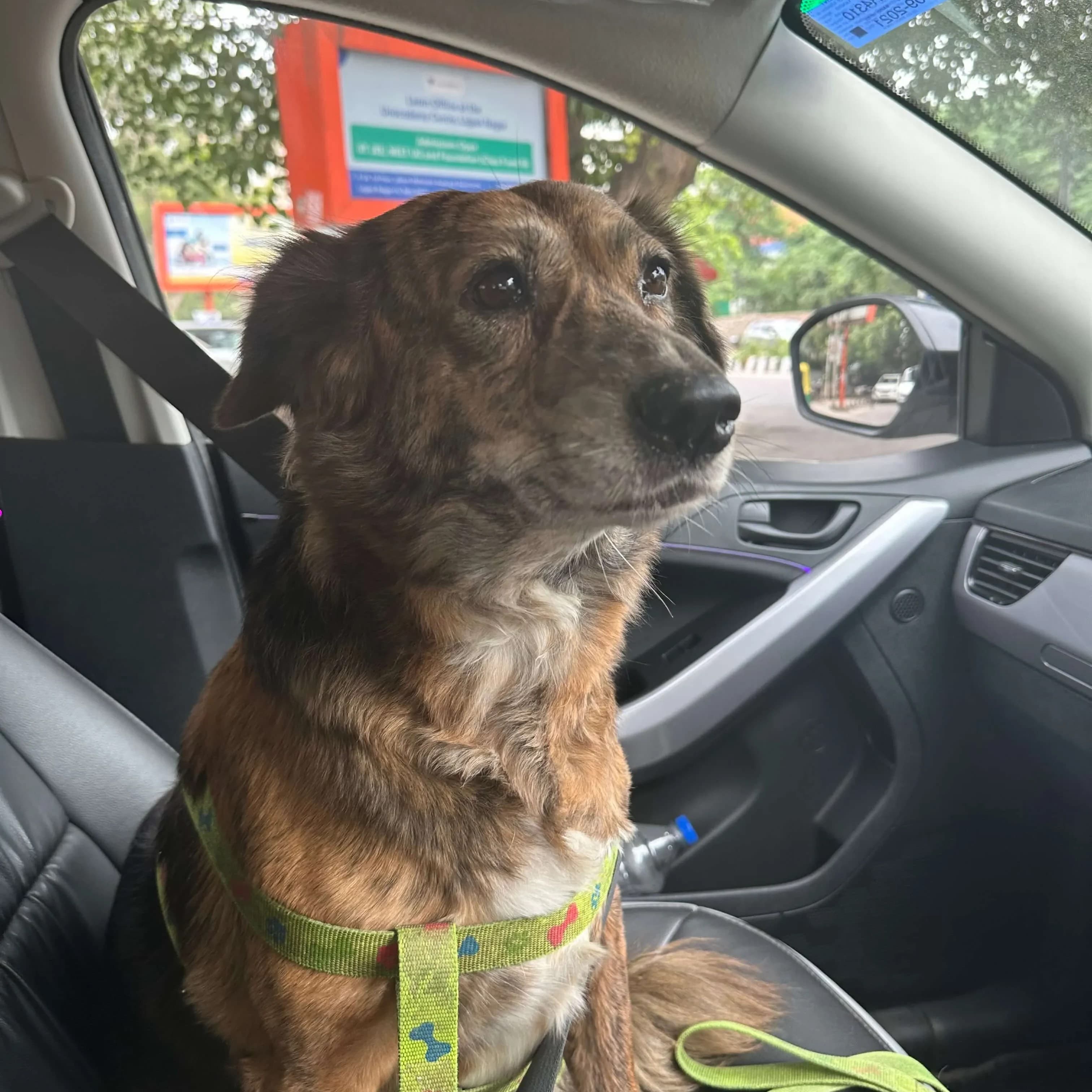 Mione, a small dog sitting in a car